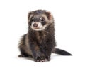 European polecat looking away, in front of a white background Royalty Free Stock Photo