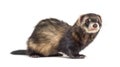 European polecat looking away, isolated