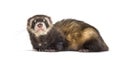 European polecat looking away, isolated, Wild ferret