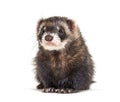 European polecat looking away, isolated, Wild ferret Royalty Free Stock Photo