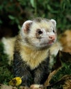 European Polecat, mustela putorius Royalty Free Stock Photo