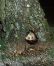 EUROPEAN POLECAT mustela putorius, ADULT EMERGING FROM HOLE IN TREE TRUNK