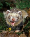 European Polecat, mustela putorius, Adult with Open Mouth Royalty Free Stock Photo