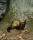 European Polecat, mustela putorius, Adult standing near Tree Royalty Free Stock Photo