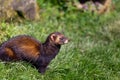 European polecat, Mustela putorius Royalty Free Stock Photo