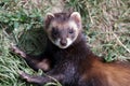 European Polecat (mustela putorius) Royalty Free Stock Photo