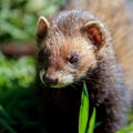 European Polecat Mustela putorius Royalty Free Stock Photo