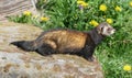 European Polecat - Mustela putorius