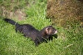 European Polecat Mustela putorius