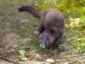 The European polecat