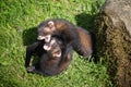 European Polecat Mustela putorius Royalty Free Stock Photo