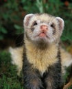 European Polecat, mustela putorius, Portrait of Adult Royalty Free Stock Photo