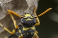 European Polistes galicus wasp hornet taking care of his nest