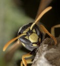 European Polistes galicus wasp hornet taking care of his nest
