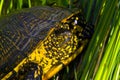 European pond terrapin (Emys orbicularis) Royalty Free Stock Photo