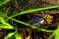 European pond terrapin (Emys orbicularis) Royalty Free Stock Photo