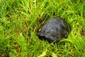 The European pond terrapin Royalty Free Stock Photo