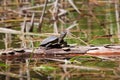 European pond terrapin, Emys orbicularis, adult freshwater turtle, rest on a fallen tree log in direct sunshine Royalty Free Stock Photo