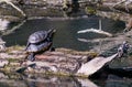 european pond terrapin emys orbicularis Royalty Free Stock Photo