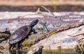 european pond terrapin emys orbicularis Royalty Free Stock Photo