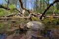 european pond terrapin, emys orbicularis Royalty Free Stock Photo