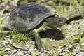 European pond terrapin / Emys orbicularis Royalty Free Stock Photo