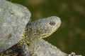 European Pond Terrapin - Emys orbicularis Royalty Free Stock Photo