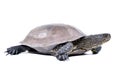 European pond terrapin, side view Royalty Free Stock Photo