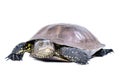 European pond terrapin walking Royalty Free Stock Photo