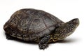 European pond turtle