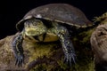 European pond turtle (Emys orbicularis) Royalty Free Stock Photo