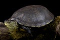 European pond turtle (Emys orbicularis) Royalty Free Stock Photo