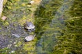 European pond turtle Emys orbicularis Royalty Free Stock Photo