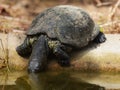 European pond turtle Emys orbicularis Royalty Free Stock Photo