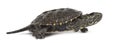 European pond turtle, Emys orbicularis, in front of