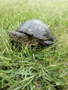 The European pond turtle - Emys Orbicularis. Serbia Balkan peninsula