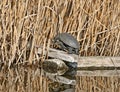 The European pond turtle Emys orbicularis Royalty Free Stock Photo