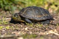 European pond turtle