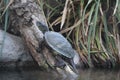 European pond turtle / Emys orbicularis /