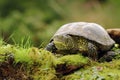 European pond turtle Emys orbicularis