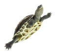 European pond turtle, Emys orbicularis, swimming in Royalty Free Stock Photo