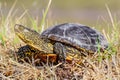 European pond turtle on the ground in grass - European pond terrapin tortoise - Emys orbicularis - broasca testoasa Royalty Free Stock Photo