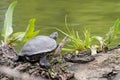 European pond turtle on a river. Turtle river Royalty Free Stock Photo