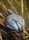 European pond turtle in shallow waters Royalty Free Stock Photo