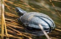 European pond turtle in shallow waters Royalty Free Stock Photo