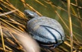 European pond turtle in shallow waters Royalty Free Stock Photo