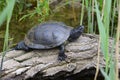 European pond turtle Royalty Free Stock Photo