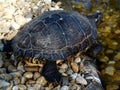 European pond turtle sunbathing on the shore