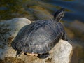 European pond turtle sunbathing on the shore