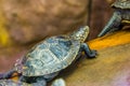 European pond turtle walking, portrait of a tropical reptile, near threatened animal specie